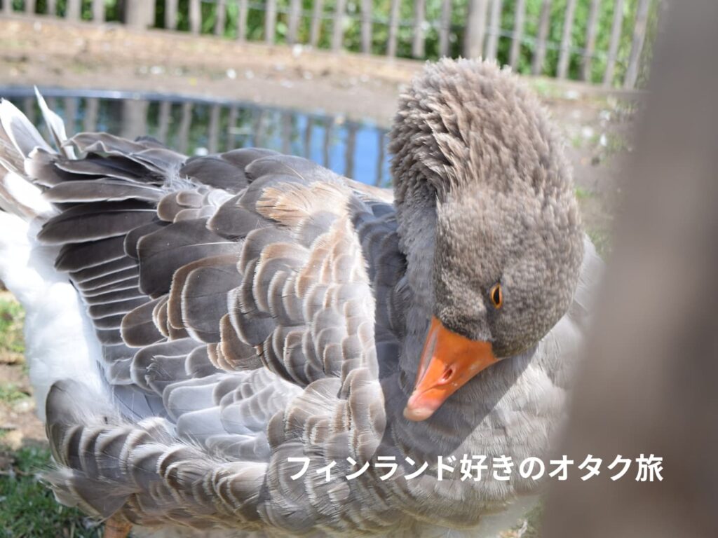 ハイイロガン Anser anser Greylag goose（オランダ、Kinderdijk）