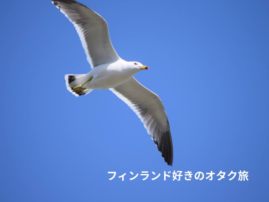 ウミネコの飛翔写真