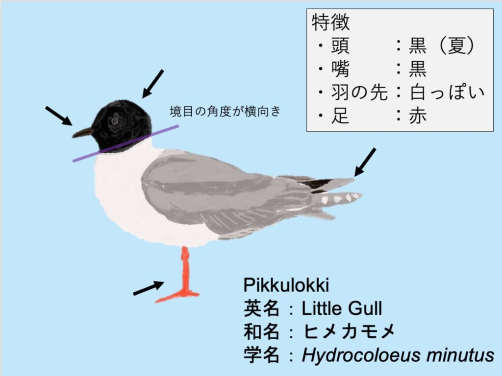 Pikkulokki：ヒメカモメ Hydrocoloeus minutus