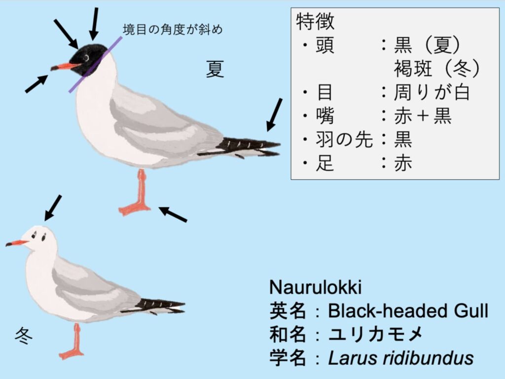Naurulokki：ユリカモメ Larus ridibundus