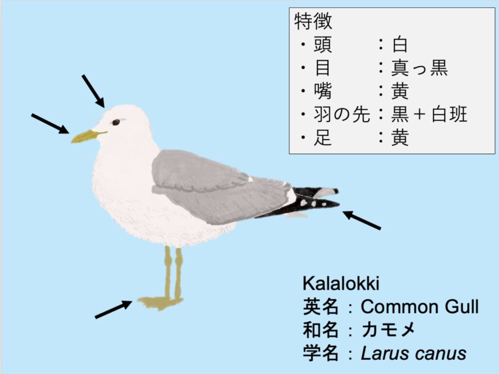 Kalalokki：カモメ Larus canus