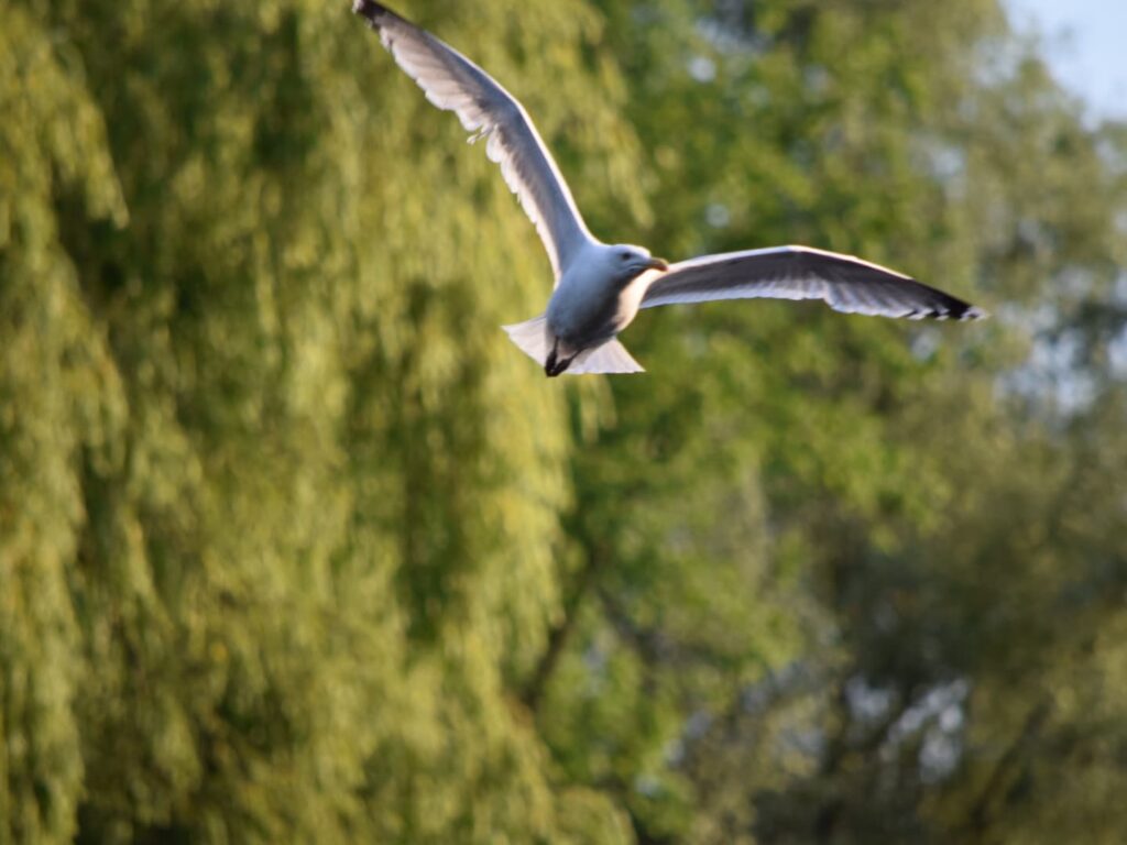 たぶんセグロカモメ Larus argentatus （Herring gull）